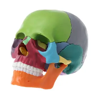 15 бр./компл. Анатомическая модел на черепа в разглобено формата на подвижни медицински образователен инструмент